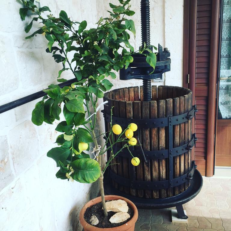 B&B Villa Grassi Αλμπερομπέλο Εξωτερικό φωτογραφία